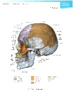 Sobotta Atlas of Human Anatomy  Head,Neck,Upper Limb Volume1 2006, page 42